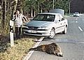 Zum Herbst steigt die Gefahr von Wildunfällen wieder deutlich. Foto: Auto-Reporter/GDV 